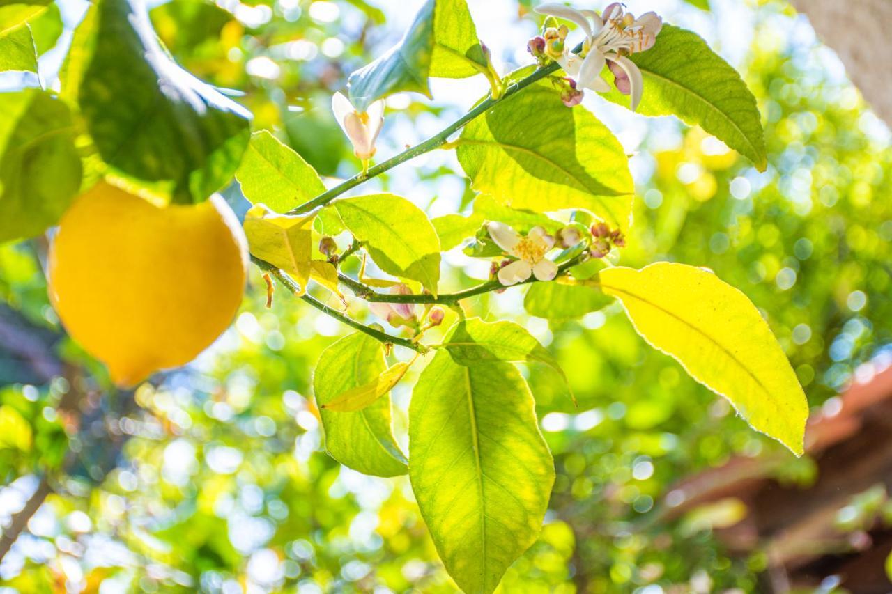Lemon Tree Zante City Apartment By "Elite" Exterior photo